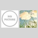 花好月非圆 icon